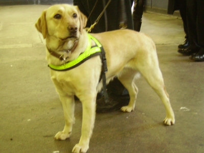 BTP drugs dog at Elephant and Castle