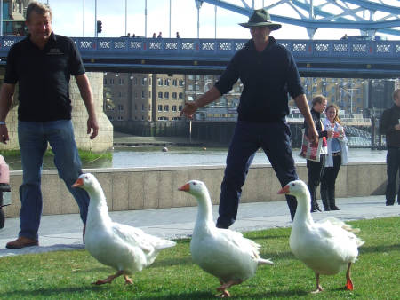 Geese in Potters Fields Park