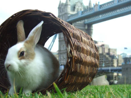 The countryside comes to Potters Fields Park