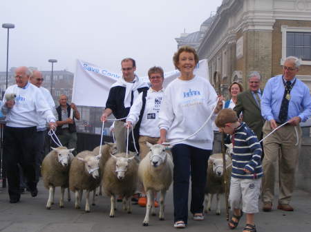 City freemen drive sheep across London Bridge