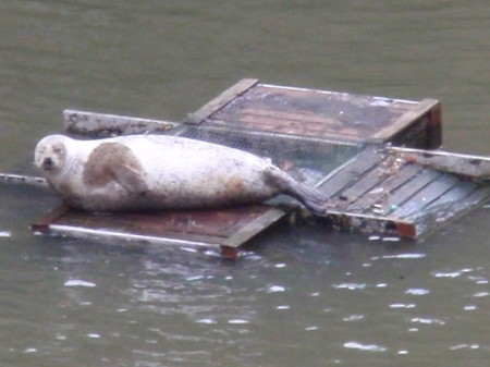 Seal in St Saviour's Dock