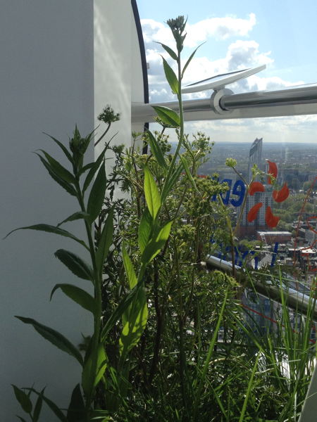 London Eye hosts pop-up garden to launch Cityscapes project