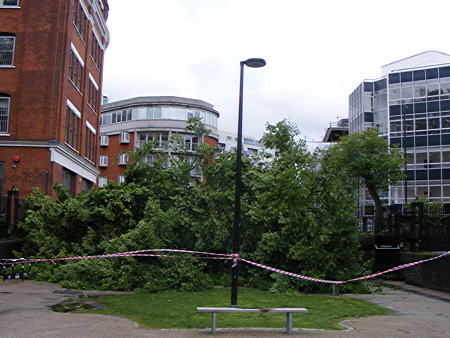 Miracle escape as huge tree falls on Tabard Street piazza