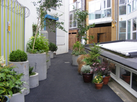 Gibbons Rents transformed into community garden