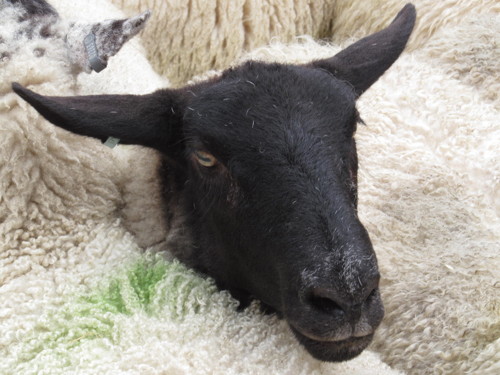 City freemen drive sheep across London Bridge