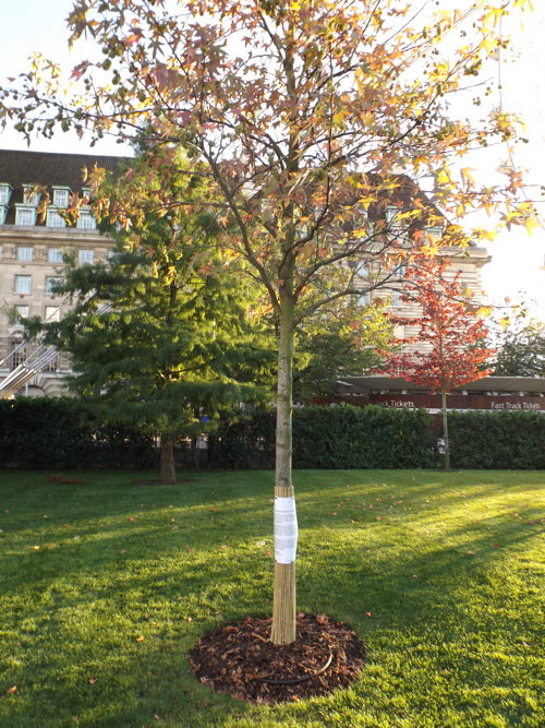 Jubilee Gardens: call for vigilance after trees 'damaged by dogs'