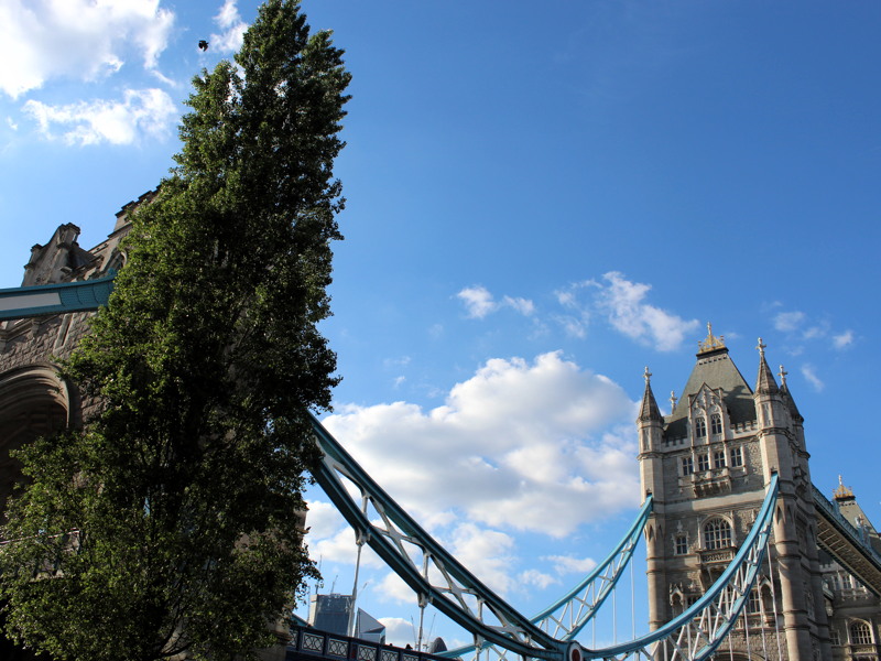 18-metre tree next to Tower Bridge could be felled