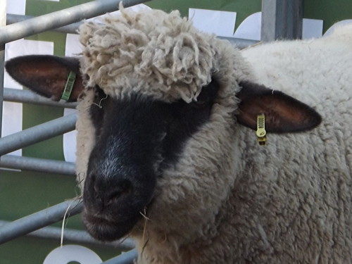 Surrey Docks Mobile Farm at Potters Fields Park