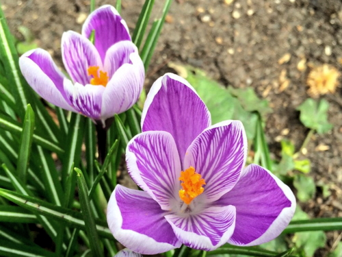 Spring Planting Day at Christ Church Southwark