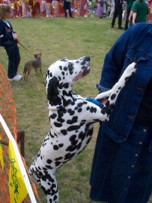 dog show