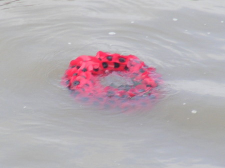 The wreath floats downstream from Westminster Brid