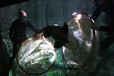 Crocodiles on the South Bank in London Aquarium’s new rainforest area