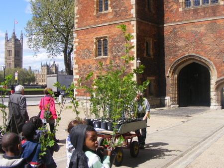 Elms do the Lambeth tree walk as saplings are delivered to palace
