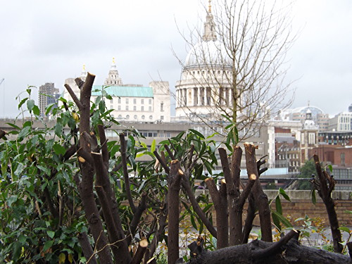 Bankside shrubs: residents question drastic pruning of 'wildlife haven'