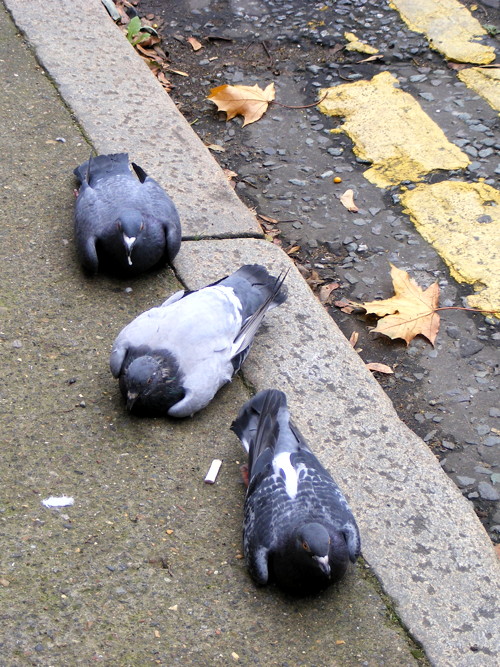 Passers-by in pigeon panic as birds fall from sky