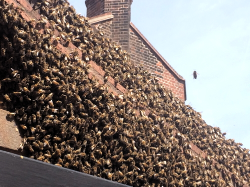 Swarm of bees in Rushworth Street