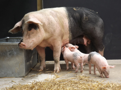 Anthea Turner opens Oasis Farm Waterloo 