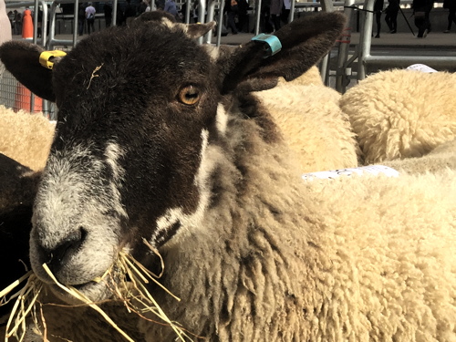 City freemen drive sheep across London Bridge 