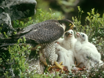 female peregrine at nest with chicks
