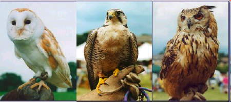 Falconry Day at Waterloo Millennium Green