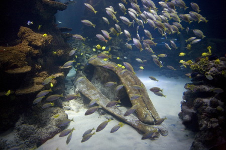 Half Term Whale Week at Sea Life London Aquarium