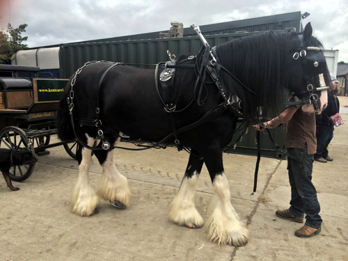 Shire horses in Shad Thames at Courage Yard