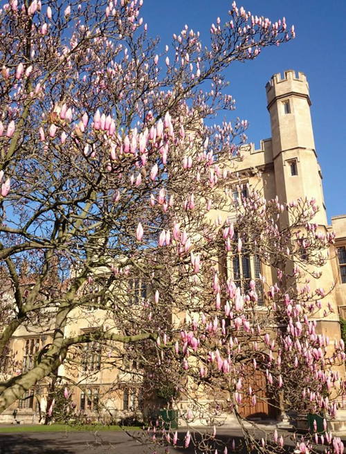 Lambeth Palace Garden Open Day at Lambeth Palace