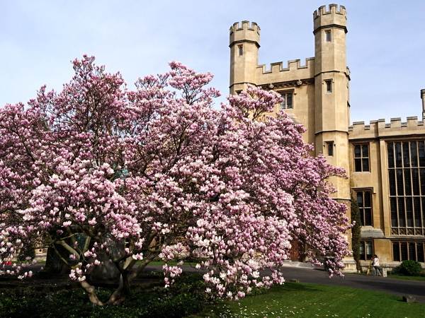 Lambeth Palace Garden Open Day at Lambeth Palace