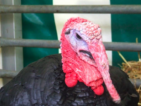 Turkey in Potters Fields Park