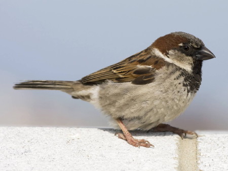 House sparrow