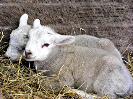 3-week-old lambs at Borough Market to promote Real Food Festival