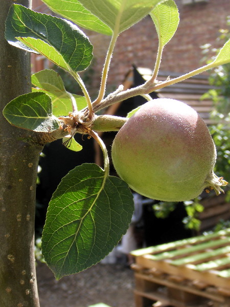 Union Street Urban Orchard