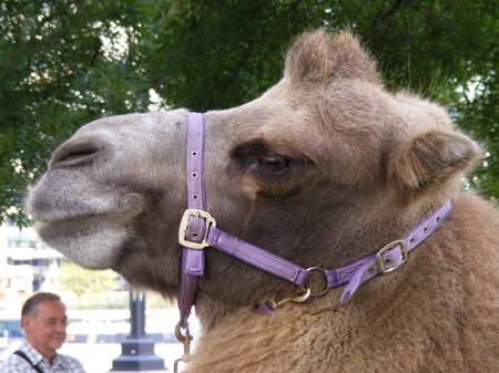 Camel racing in Potters Fields Park