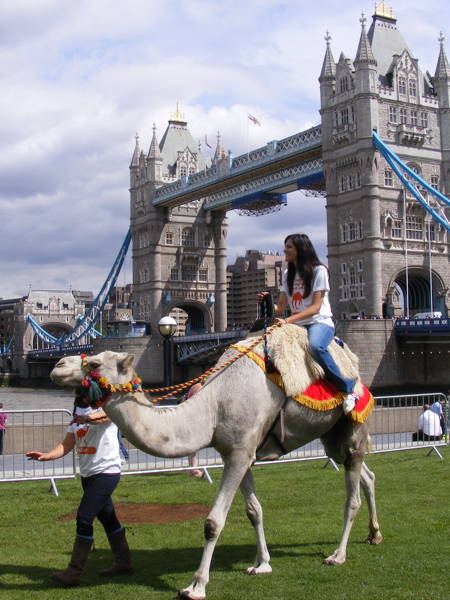 Camel racing in Potters Fields Park