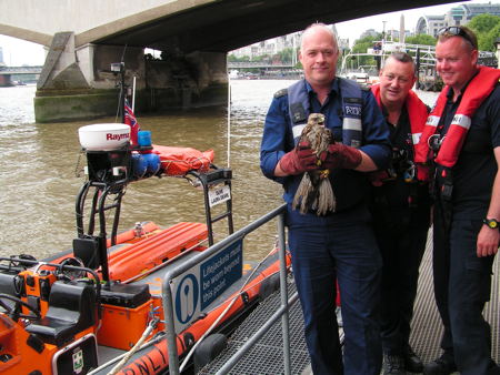 Police rescue injured bird of prey from River Thames