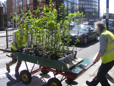 Elms do the Lambeth tree walk as saplings are delivered to palace