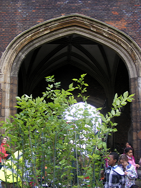 Elms do the Lambeth tree walk as saplings are delivered to palace