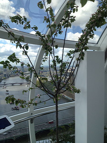 London Eye hosts pop-up garden to launch Cityscapes project