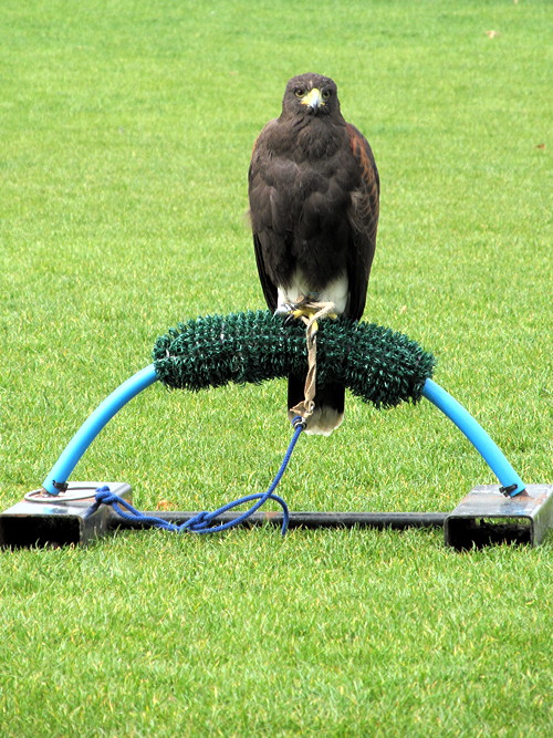 Hawk hired to keep pigeons at bay in South Bank’s Jubilee Gardens