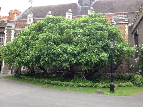 Cutting from Lambeth Palace fig tree presented to Pope Francis