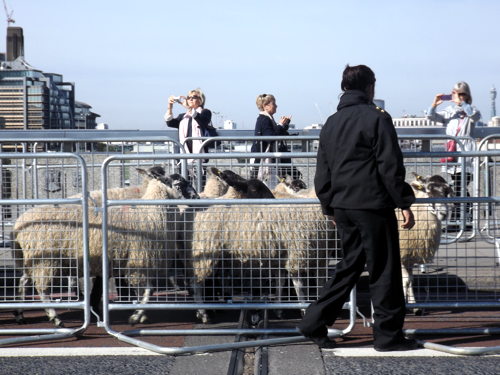 City freemen hold London Bridge sheep drive