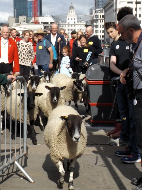 City freemen drive sheep across London Bridge 