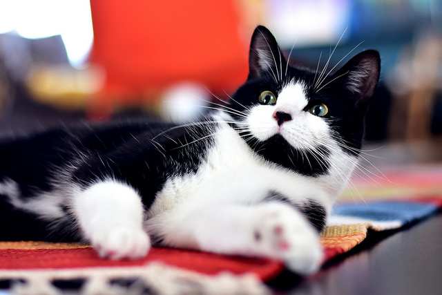 Sadiq Khan urged to hire cat to tackle City Hall mouse problem