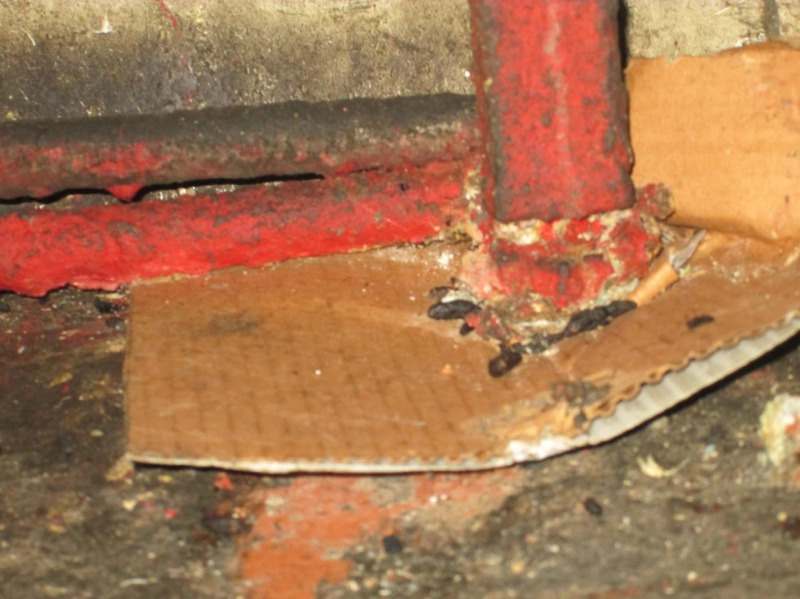 Owner of rat-infested Old Kent Road cafe taken to court