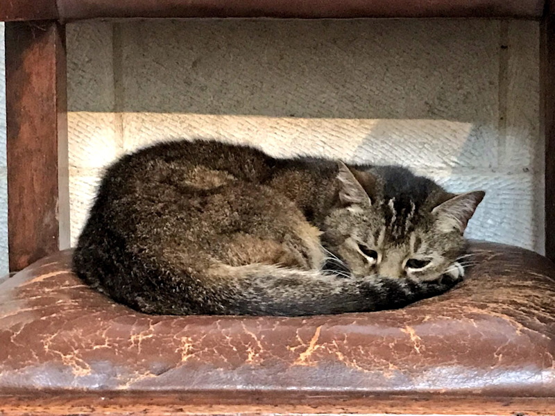 Doorkins the cathedral cat retires after a decade delighting visitors