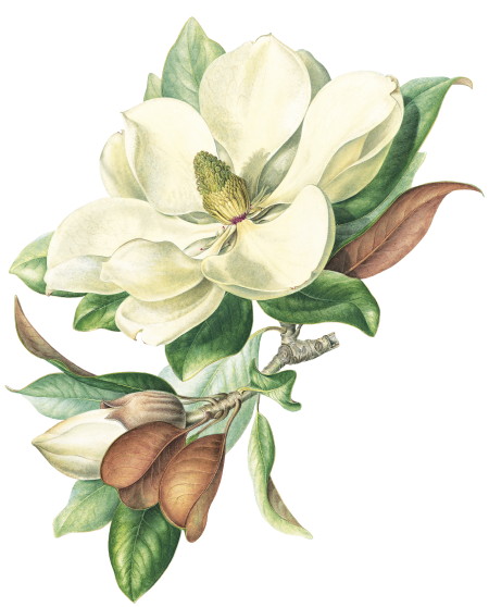 Jenny Phillips: Magnolia grandiflora