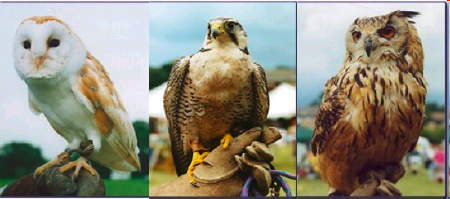Falconry Day at Waterloo Millennium Green