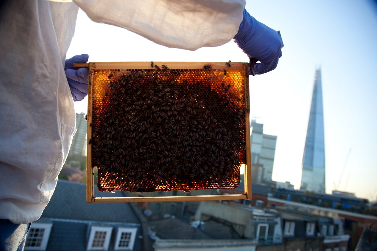 Urban bee and honey showcase at Borough Market